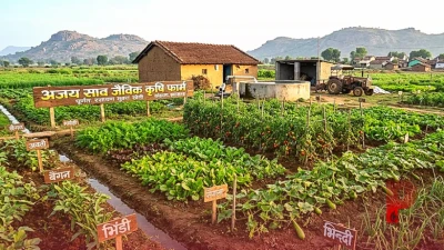 कोडरमा के अजय साव ने पेश की मिसाल, 6 एकड़ में बिना रसायन जैविक खेती कर हर महीने कमा रहे हैं 40 से 45 हजार रुपये