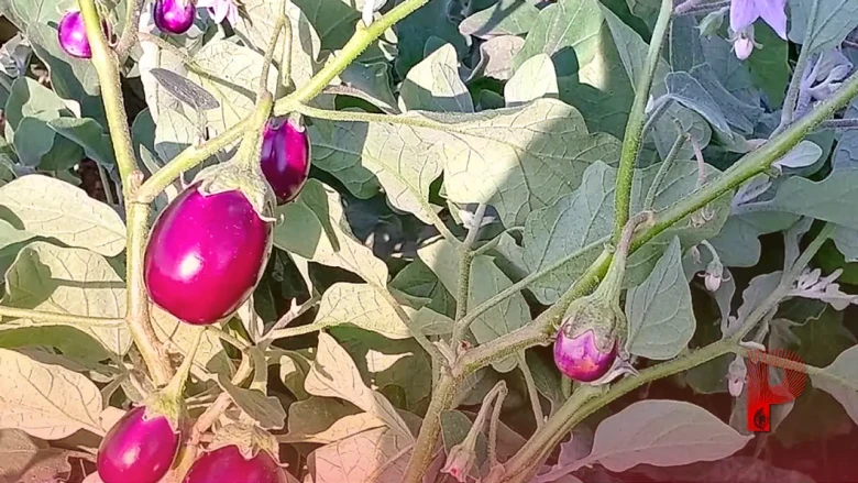 बैंगन की खेती से पाना चाहते हैं बंपर मुनाफा, तो राजस्थान के किसान अपनाएं ये 6 खास उन्नत किस्में