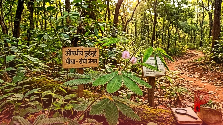 रांची के जंगलों में मिलता है चमत्कारी छुईमुई का पौधा, बीमारियां ठीक करने में माना जाता है औषधि का खजाना