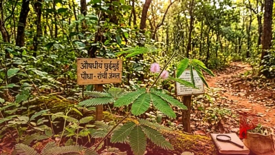 रांची के जंगलों में मिलता है चमत्कारी छुईमुई का पौधा, बीमारियां ठीक करने में माना जाता है औषधि का खजाना