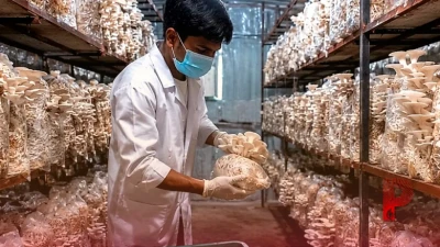 बारिश के मौसम में घर बैठे शुरू करें मशरूम की खेती, मात्र 20 हजार की लागत में होगी 1 लाख से ज्यादा की तगड़ी कमाई