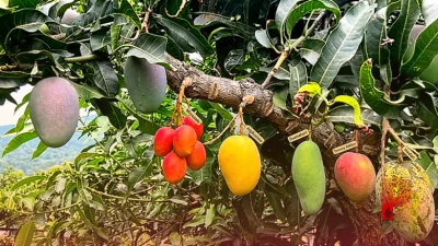 देहरादून में कुदरत और विज्ञान का अनोखा मेल, 60 साल पुराने आम के पेड़ पर उग रहीं 42 अलग-अलग किस्में