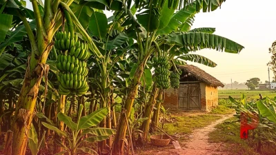 Farming Tips: सिर्फ 75 हजार रुपये लगाकर कमाएं 2 लाख, बहराइच के किसान सियाराम ने देसी केले की खेती से बदली अपनी किस्मत