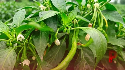 बरसात में हरी मिर्च की खेती से चमकेगी किस्मत, बंपर कमाई के लिए अपनाएं पूसा की ये 5 बेहतरीन किस्में