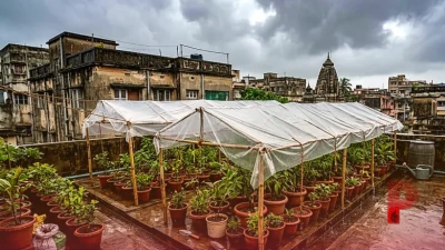 मानसून में मुरझा न जाएं आपके पसंदीदा पौधे, बरसात के मौसम में ऐसे रखें उनका खास ख्याल