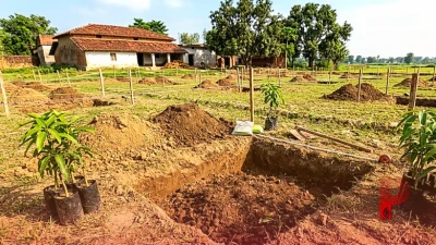 आम का नया बाग लगाने की है तैयारी? गड्ढा खोदने की यह वैज्ञानिक तकनीक बचाएगी आपका लाखों का नुकसान