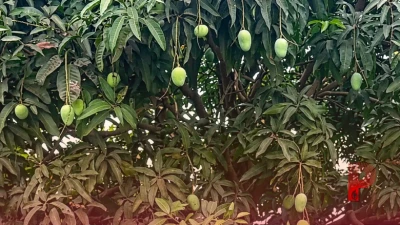 मैंगो मैन की विशेष सलाह: बारिश के पहले अपनाएं ये तरीके, आम की बागवानी में मिलेगी बंपर पैदावार
