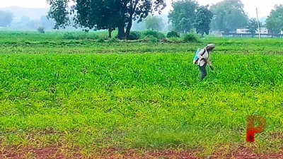 खेती में खरपतवार नाशक का उपयोग करते समय इन जरूरी बातों का रखें ध्यान, वरना फसल को होगा नुकसान