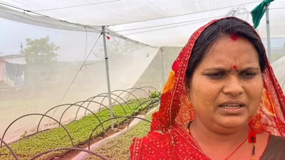 ₹1 का पौधा और लाखों का मुनाफा! सागर की भाग्य बाई पटेल का कमाल, सिर्फ 10 डिसमिल जमीन से खड़ा किया सफल बिजनेस मॉडल