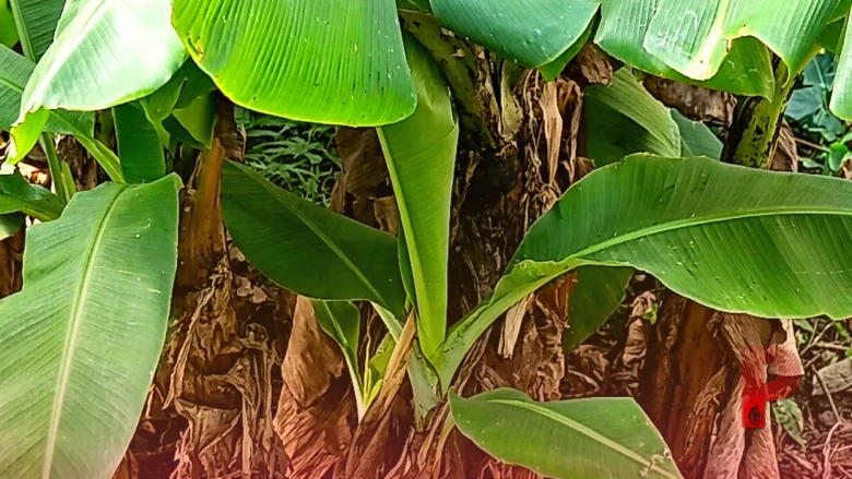 केले की खेती में बंपर मुनाफा पाने का वैज्ञानिक तरीका, डॉ. एस. के. सिंह के इस फॉर्मूले से 35% बढ़ेगी पैदावार