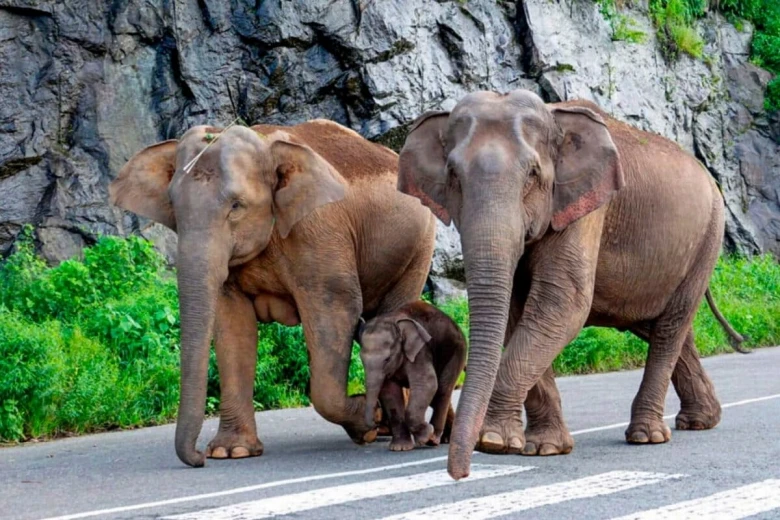 केरल में जंगली हाथियों का कहर: इडुक्की में मजदूर को कुचलकर मार डाला, मुन्नार में एक और युवक बाल-बाल बचा