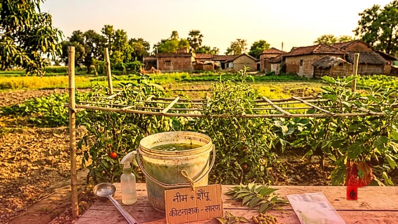 सारण के नरेंद्र सिंह का अनोखा नुस्खा: नीम और शैंपू के घोल से भगाते हैं पौधों के कीड़े, जानिए बनाने की विधि