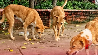 कर्नाटक: कुत्तों की लड़ाई से बौखलाए शख्स ने आवारा कुत्ते को मारी गोली, पुलिस ने किया गिरफ्तार