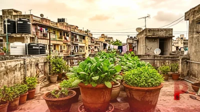 बरसात में घर पर उगाएं ताजी पालक और मेथी: गमले में छेद और 6 घंटे की धूप का रखें खास ख्याल