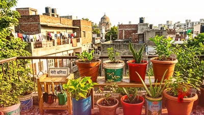 घर बैठे बनाएं अपना छोटा सा गार्डन, कटिंग से उगाएं ये 5 खास पौधे