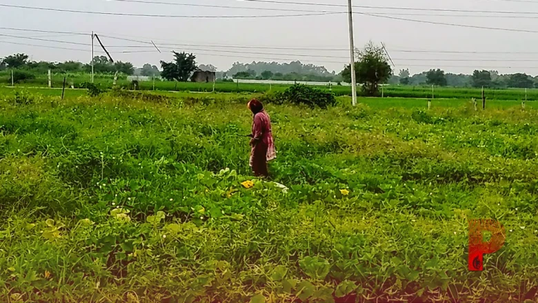 बाजार में भिंडी 60 रुपए किलो लेकिन किसान को सिर्फ 1 रुपया, महिला किसान का छलका दर्द