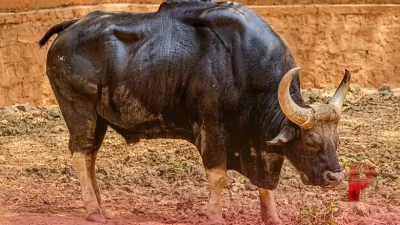 केरल में गौर के हमले से व्यक्ति की मौत, गम में डूबे चचेरे भाई ने भी तोड़ा दम