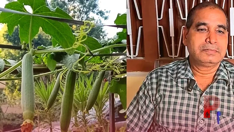 तोरई की उन्नत खेती: बंपर पैदावार और दोगुने उत्पादन के लिए अपनाएं मचान विधि और संतुलित पोषण का फॉर्मूला