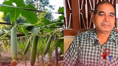 तोरई की उन्नत खेती: बंपर पैदावार और दोगुने उत्पादन के लिए अपनाएं मचान विधि और संतुलित पोषण का फॉर्मूला