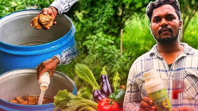 जैविक खेती में NPK की कमी को ऐसे करें पूरा, मदर कल्चर से तैयार होगा पोषक तत्वों का घोल