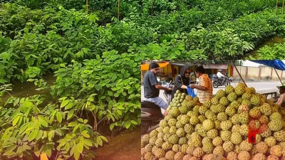 तेलंगाना के किसानों के लिए वरदान बनी सीताफल की खेती, कम लागत में कमा रहे लाखों का मुनाफा