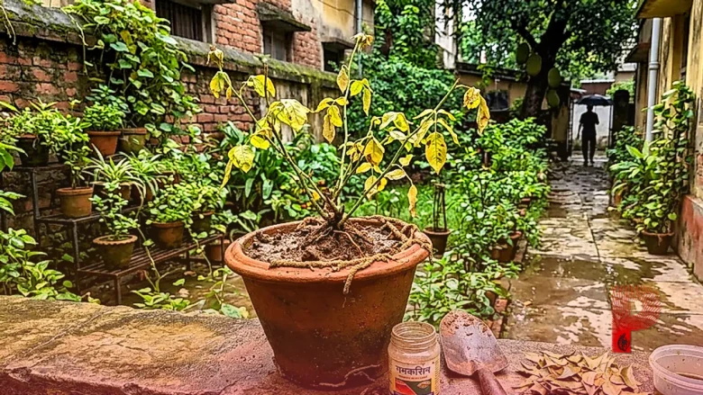 बरसात में सूख रहे हैं आपके पसंदीदा पौधे? जड़ में छिपी हो सकती है दीमक, इन आसान घरेलू उपायों से बचाएं अपने गार्डन की हरियाली