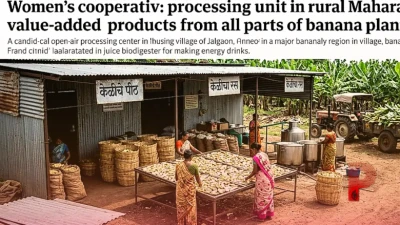 केले के हर हिस्से से बन रहे कमाल के प्रोडक्ट, एनर्जी ड्रिंक से लेकर आटे तक की बाजार में भारी मांग