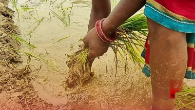 धान की रोपाई में देरी से हैं परेशान, तो अपनाएं ये 5 खास किस्में, कम समय में बंपर पैदावार