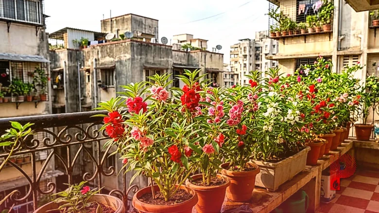 गार्डनिंग टिप्स: बालकनी और गार्डन को फूलों से महकाएगा बालसम, सितंबर में लगाने से सालभर मिलेंगे लाल-गुलाबी सुंदर फूल