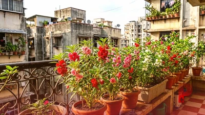 गार्डनिंग टिप्स: बालकनी और गार्डन को फूलों से महकाएगा बालसम, सितंबर में लगाने से सालभर मिलेंगे लाल-गुलाबी सुंदर फूल