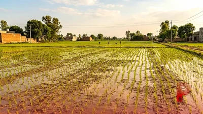 सितंबर में धान की रोपाई करने वाले किसान हो जाएं सावधान, ठंड से फसल बचाने के लिए कृषि विशेषज्ञों की सलाह