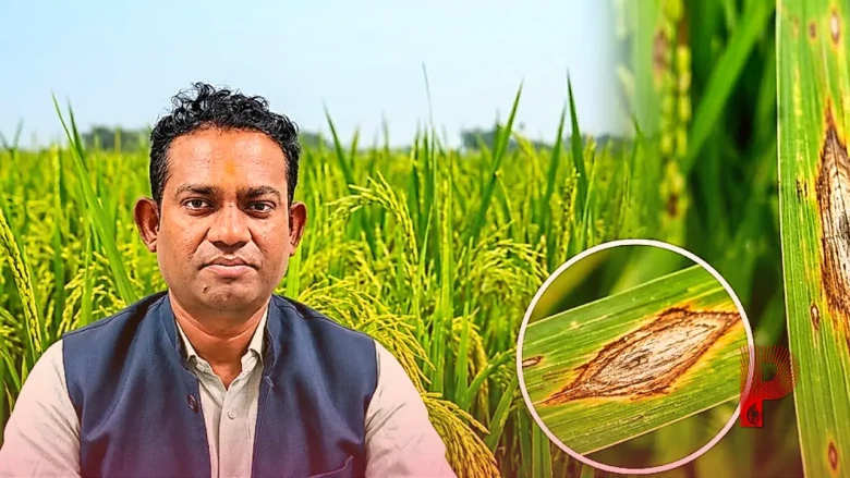 धान की फसल पर मंडराया ब्लास्ट बीमारी का खतरा, बदलता मौसम बन रहा है बड़ी मुसीबत