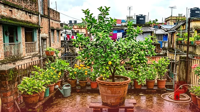 छत पर गमले में उगाया है नींबू का पौधा? मानसून में इस तरह करें देखभाल, लगेंगे ढेरों फल
