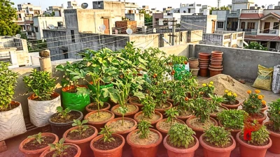 बागवानी के शौकीनों के लिए खास टिप: घर के निर्माण में बची रेत से लहलहा उठेंगे आपके पौधे