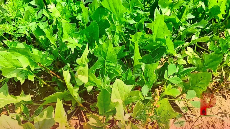 सितंबर में पालक की खेती से बंपर मुनाफा, बुवाई का सही तरीका और एक्सपर्ट टिप्स