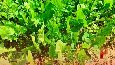 सितंबर में पालक की खेती से बंपर मुनाफा, बुवाई का सही तरीका और एक्सपर्ट टिप्स