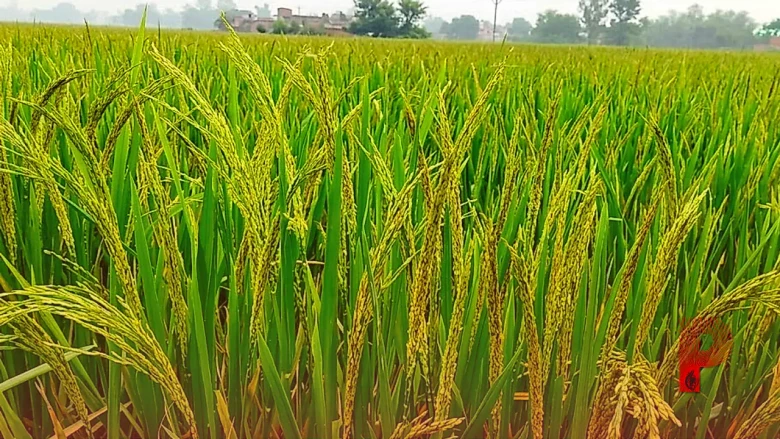 धान की खेती: बालियां निकलते समय मंडरा रहा है इस बीमारी का खतरा, ऐसे करें बचाव