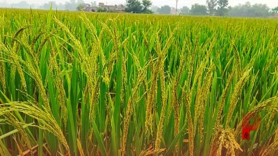 धान की खेती: बालियां निकलते समय मंडरा रहा है इस बीमारी का खतरा, ऐसे करें बचाव
