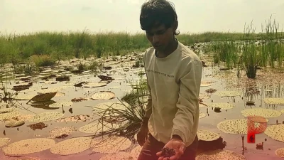 छपरा में खेती का कमाल, बंजर पड़ी जमीन पर लहलहाई मखाने की फसल