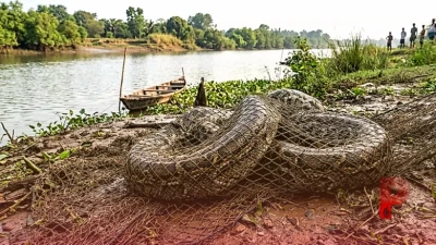 ओडिशा: नदी में मछली पकड़ने गए मछुआरे के जाल में फंसा 15 किलो का विशालकाय अजगर, वन विभाग ने सुरक्षित निकाला