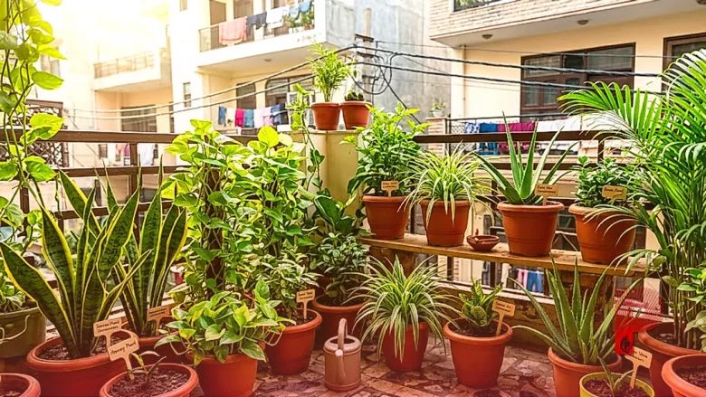 घर की हवा को शुद्ध और ताज़ा बनाने के लिए अपनाएं ये आसान गार्डनिंग टिप्स