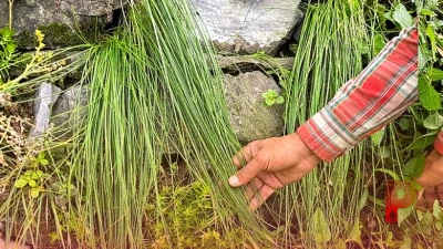 उत्तराखंड का पारंपरिक मसाला जम्बू: जानें पत्तियों को सुखाने का सही तरीका और कमाई का यह अनोखा जरिया