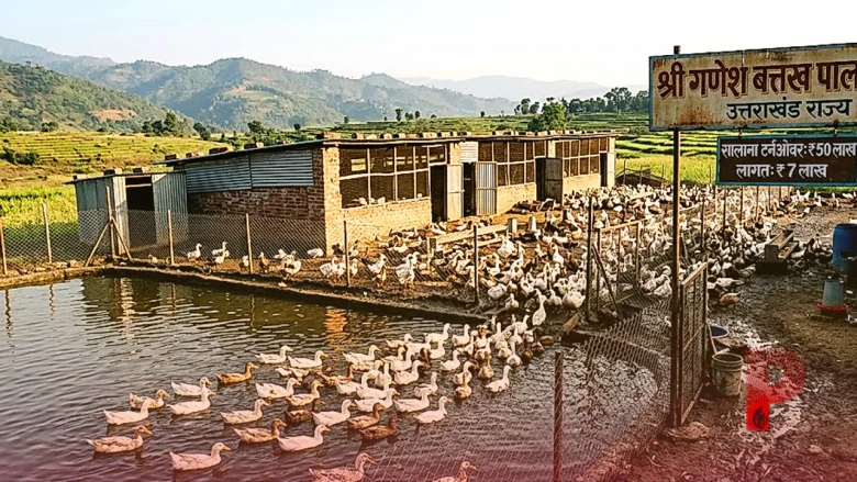 बत्तख पालन से बदली किस्मत, 7 लाख की लागत से खड़ा किया 50 लाख का सालाना टर्नओवर