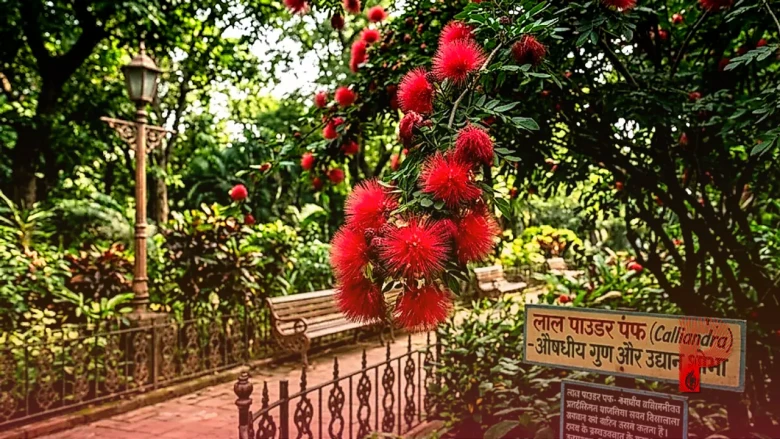 रेड पाउडर पफ: बगीचे की शोभा बढ़ाने वाले इस अनोखे फूल के औषधीय गुणों और सावधानियों को जानें