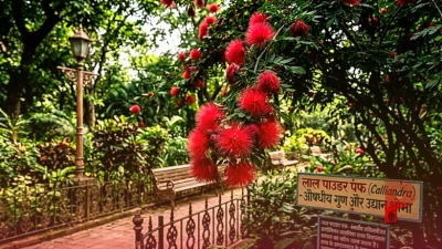 रेड पाउडर पफ: बगीचे की शोभा बढ़ाने वाले इस अनोखे फूल के औषधीय गुणों और सावधानियों को जानें