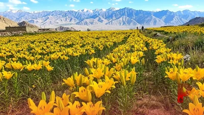 लद्दाख की पहाड़ियों पर खिला फूलों का संसार, 10,600 फीट की ऊंचाई पर तैयार हुआ दुनिया का सबसे ऊंचा 'ट्विन फ्लावर फील्ड'