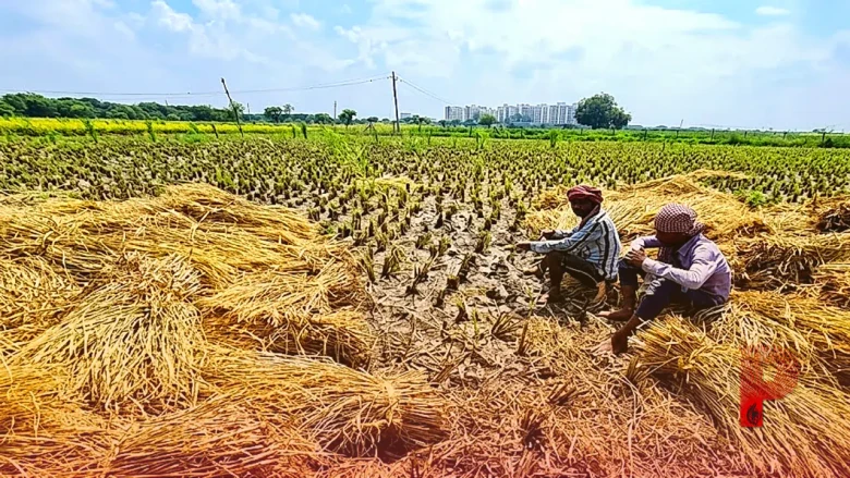 पराली नहीं बनेगी प्रदूषण का कारण, अब पंजाब के खेतों में पराली से होगी आलू की शानदार पैदावार