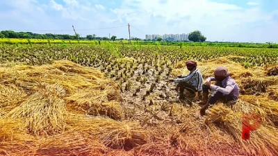 पराली नहीं बनेगी प्रदूषण का कारण, अब पंजाब के खेतों में पराली से होगी आलू की शानदार पैदावार