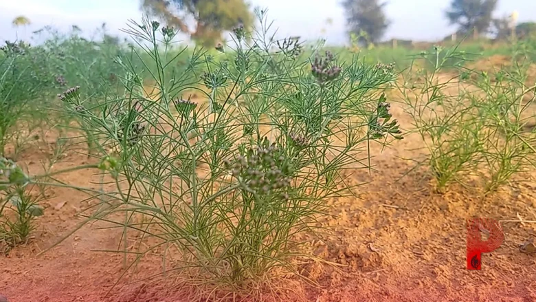 जीरा भंडारण के खास नुस्खे: नमी और कीड़ों से फसल को कैसे बचाएं, अपनाएं ये आसान तरीके