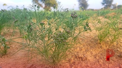 जीरा भंडारण के खास नुस्खे: नमी और कीड़ों से फसल को कैसे बचाएं, अपनाएं ये आसान तरीके